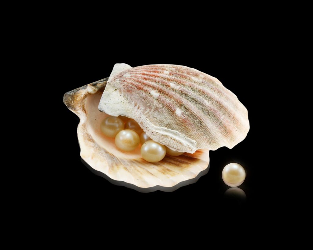 oyster, pearls, seashells